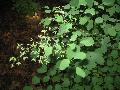 Early Meadowrue / Thalictrum dioicum  
